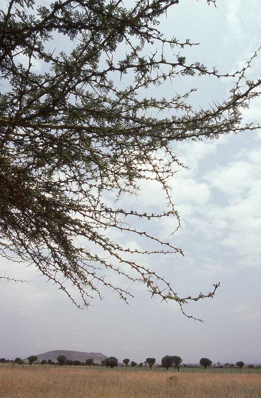 RWT 0179 193-05 Kenya Rift Valley.jpg